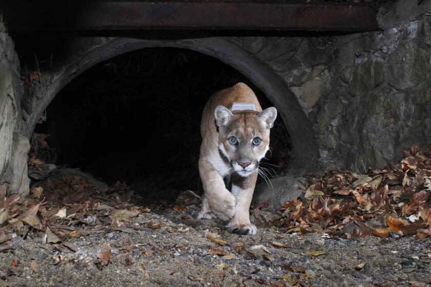 This photo of P-22 was taken at 1:09 a.m. on Dec.19, 2016 in Griffith Park.