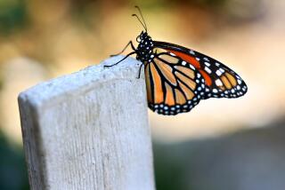 A monarch butterfly lands in Aurora Anaya's garden in Whittier.