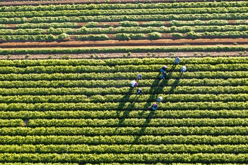 Jan. 27, 2022: Aerial views of farm workers in a field near the All-American Canal in Calexico.