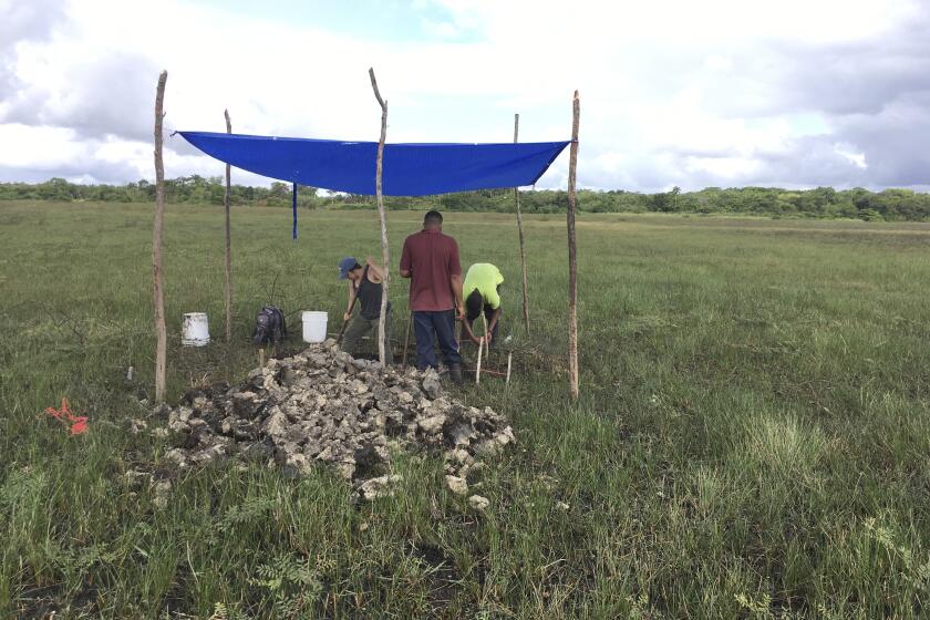 This 2019 photo provided by the Belize River East Archaeology project, researchers excavate sediment that will be sequenced to help them date the evidence of a large-scale pre-Columbian fish-trapping facility in Belize. (Belize River East Archaeology project via AP)