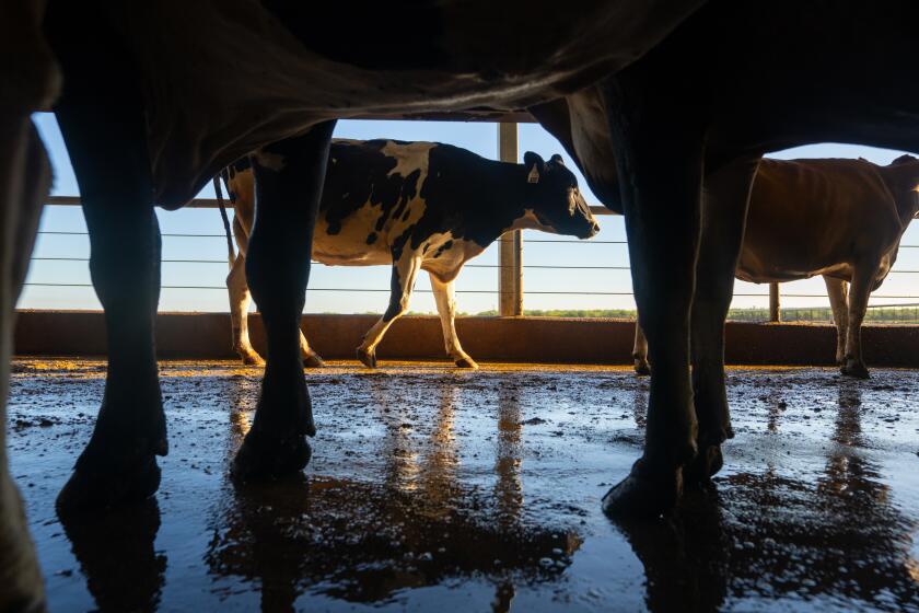 FRESNO CA JUNE 29, 2024 - Cows leave the dairy barn after milking. (Tomas Ovalle / For The Times)