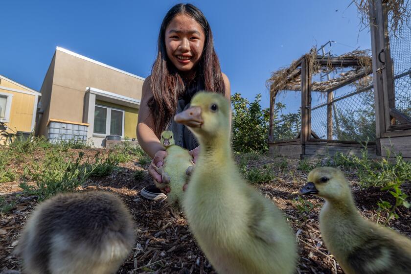 Los Angeles, CA - June 05: Student Michelle Chan, 16, holds baby turkeys during an after school "Web Club" at Sotomayor Arts & Sciences Magnet in Los Angeles Wednesday, June 5, 2024. Teachers Reies Flores and Arturo Romo run a campus-based farm and sustainable arts program rooted in climate knowledge. More than a decade in the making, the farm now has cows, sheep, pigs, chickens, ducks, geese, fruit trees, native plants, flowers, vegetables, berries, etc. on a slice of land wedged between railroad tracks and the high school football field. There is farm-to-table cooking, composting, animal husbandry, greenhouse sciences, habitat restoration, and coordination with the cafeteria to reduce food waste across the campus. (Allen J. Schaben / Los Angeles Times)