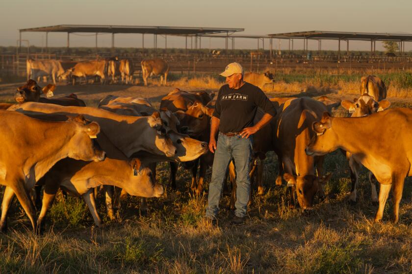 FRESNO CA JUNE 29, 2024 - Mark McAfee greets stands with his dairy cows at sunrise at his raw milk dairy. (Tomas Ovalle / For The Times)