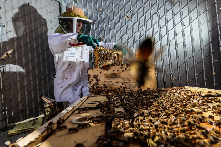 Long Beach, CA, Thursday, November 8, 2024 - Beekeeper Lauren Wood tends to hives at 2nd & PCH outdoor mall in Long Beach. There are two hives that produce as much as 20 pounds of honey per year. The bees pollinate native plants the mall owner planted around the mall including near the bee hives on the garage roof. (Robert Gauthier/Los Angeles Times)