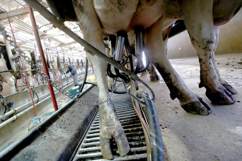 LASKEVIEW, C ALIF. - AUG. 31, 2022. Cows get milked at Mavro Holsteins dairy farm in Lakeview, Calif. The state has a goal of reducing methane emissions from the dairy industry by 40 percent by 2030. (Luis Sinco / Los Angeles Times)