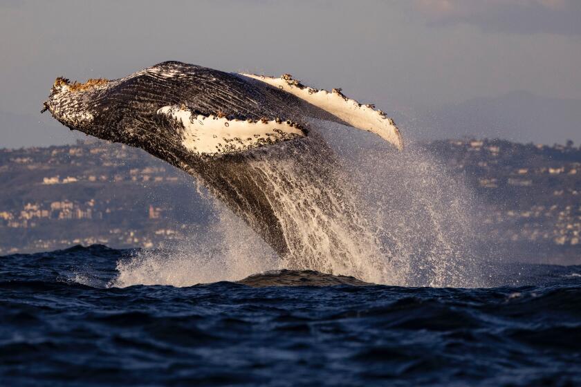 A Humback lunging out of the water off Newport Beach on Nov. 16, 2024.