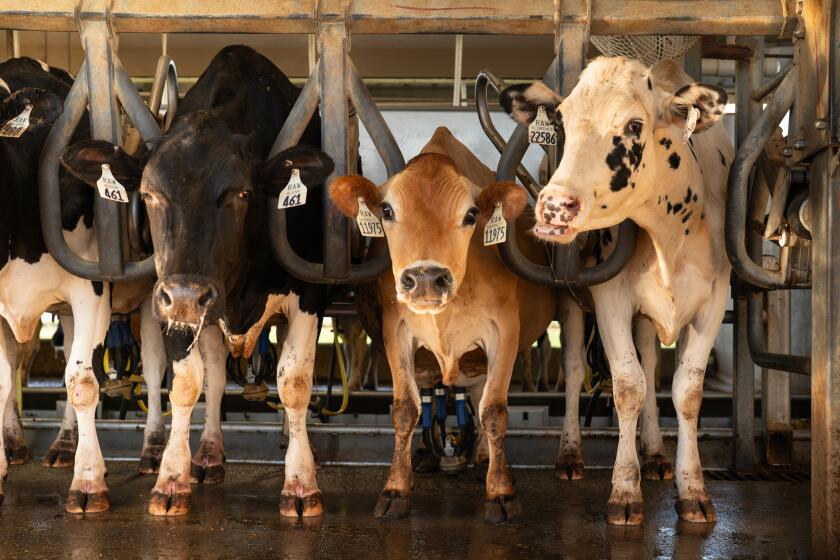 FRESNO CA JUNE 29, 2024 - Cows are being milked at the Raw Farm, raw milk dairy. (Tomas Ovalle / For The Times)