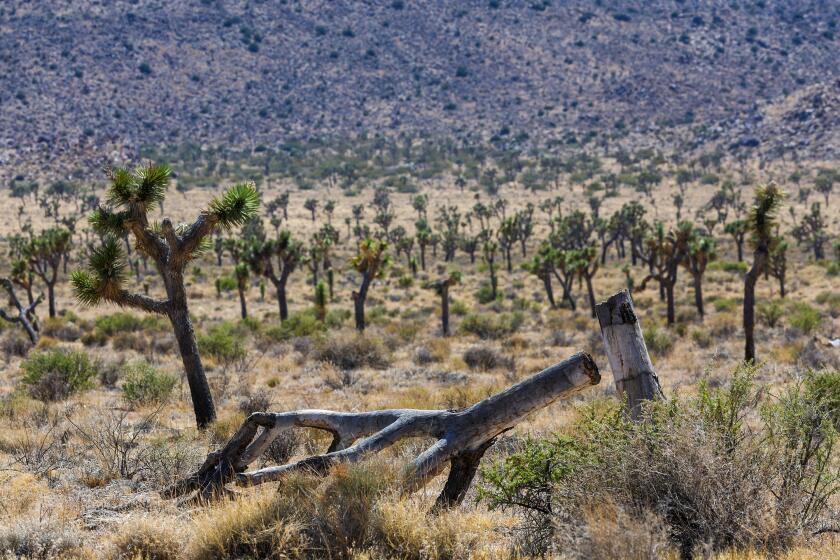 Joshua Tree National Park, Sunday, June 18, 2023 - Dying Joshua Trees in the National Park. (Robert Gauthier/Los Angeles Times)