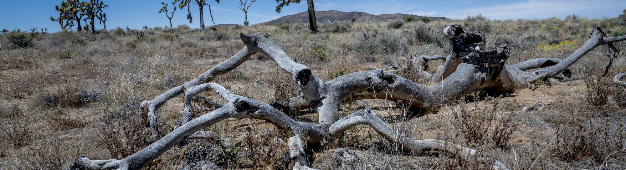 1300999-me-lopez-drought-joshua-tree-23-gmf.jpg